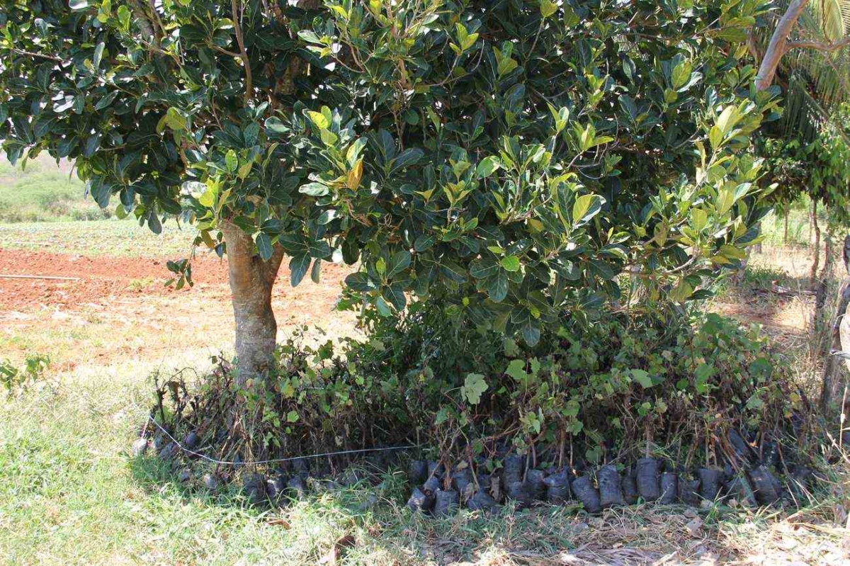 Mudas aguardando serem plantadas (Imagem: Cohidro/SE) Mudas aguardando serem plantadas (Imagem: Cohidro/SE)