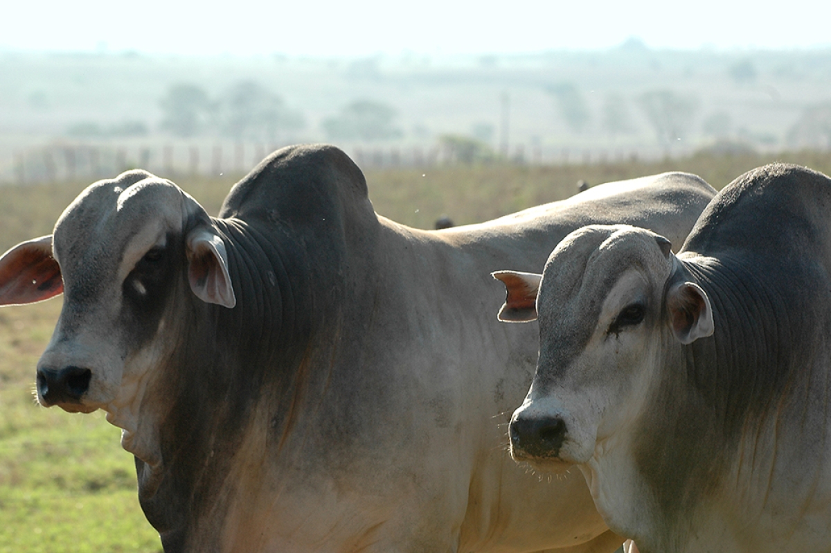 Em 2016, 1.188.000 bovinos foram vacinados (Imagem: Divulgação)