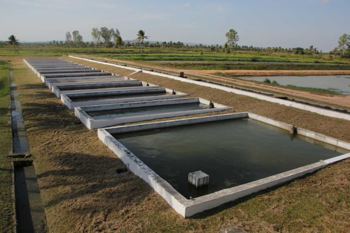 Até o final de janeiro, bacia do São Francisco em Sergipe deve receber da Codevasf 600 mil alevinos (Imagem: Codevasf)