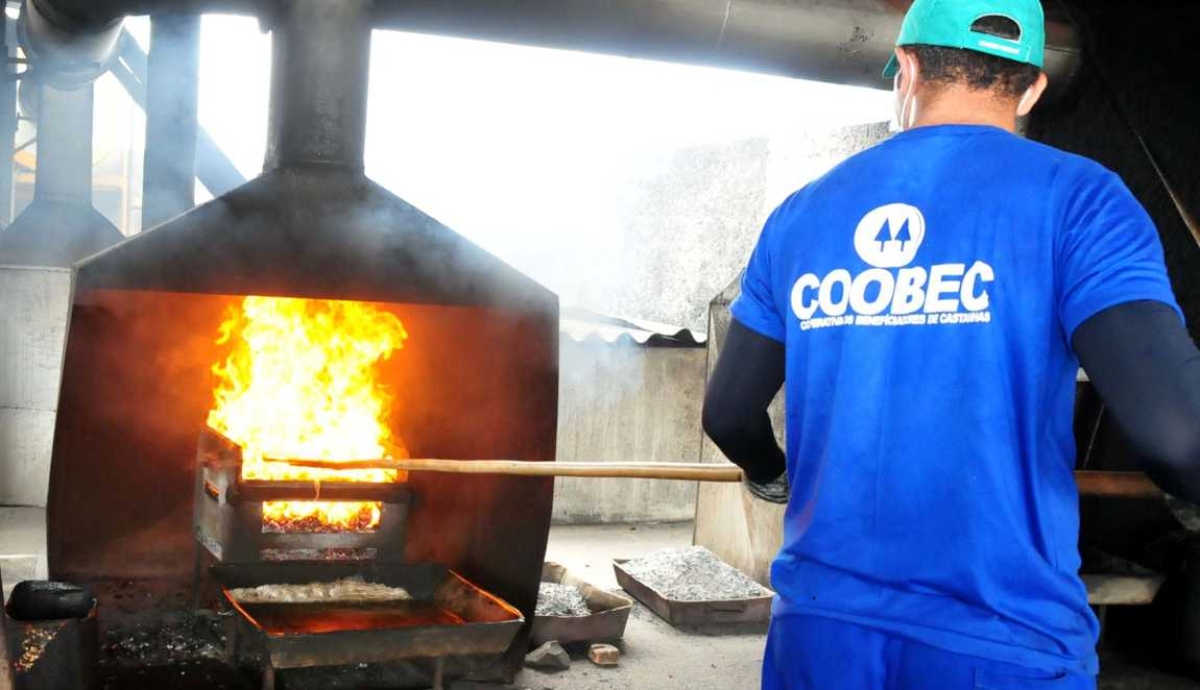 Processo de torra da castanha de caju (Imagem: Sebrae)