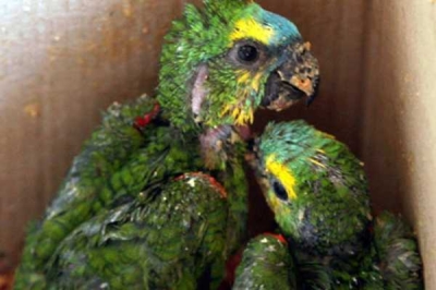 Houve vários flagrantes por comercialização de animais silvestres (Imagem: SSP/SE)