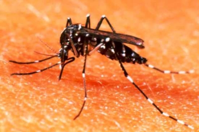 Aedes aegypti (Imagem: Arquivo/SES/SE)