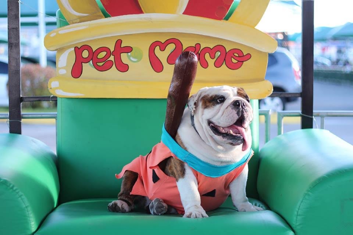 Folia pet agita o Jardins (Foto: Victor Caldas/Lotti+Caldas Comunicação)