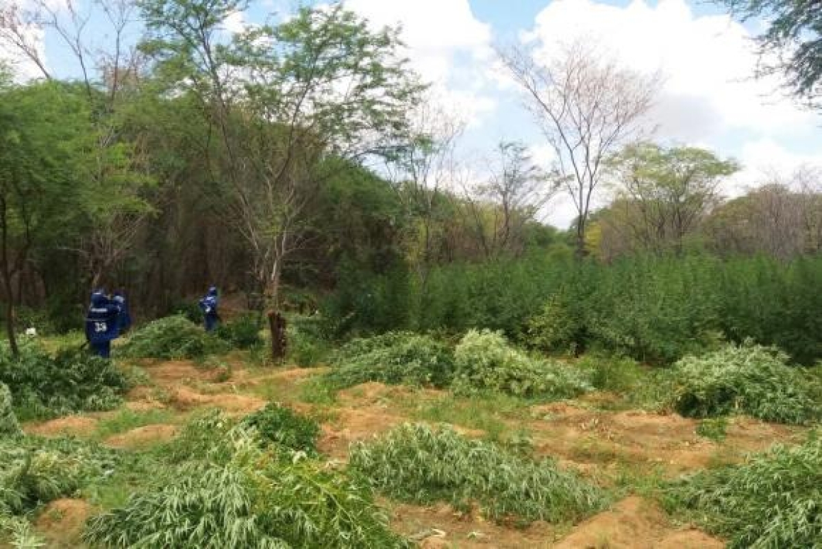 PF destrói plantação de maconha em Pernambuco (Foto: Assessoria PF)