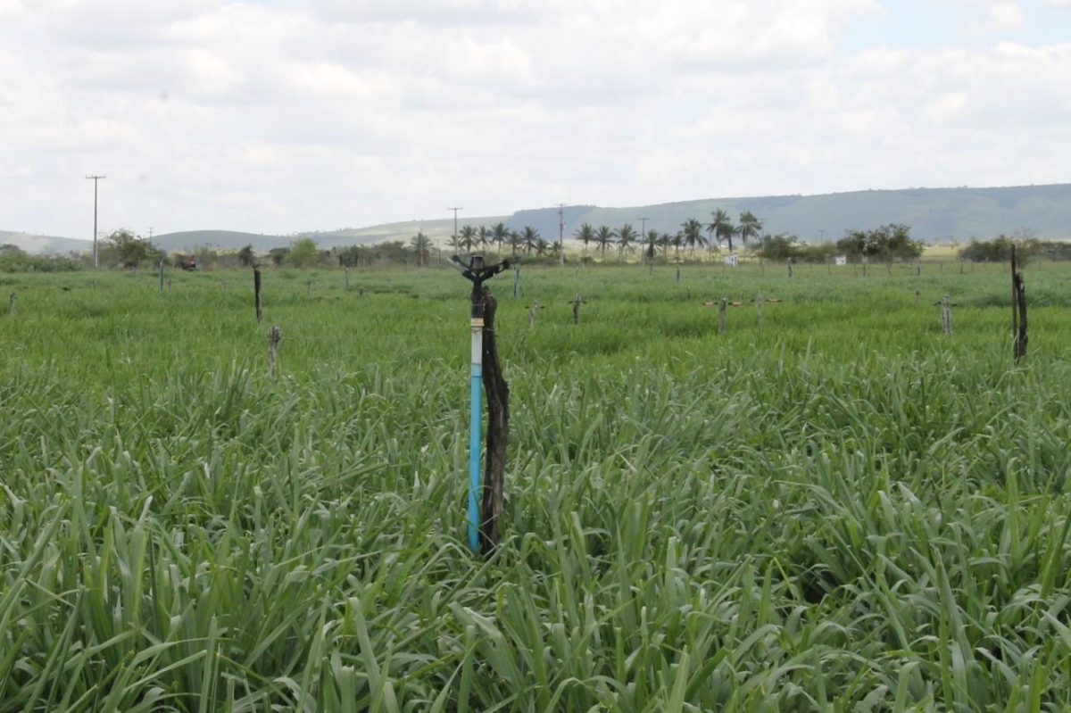 Só voltam a irrigar o capim para o gado, no Jabiberi, quando voltar a chover e encher a barragem (Foto: Assessoria Cohidro/SE)