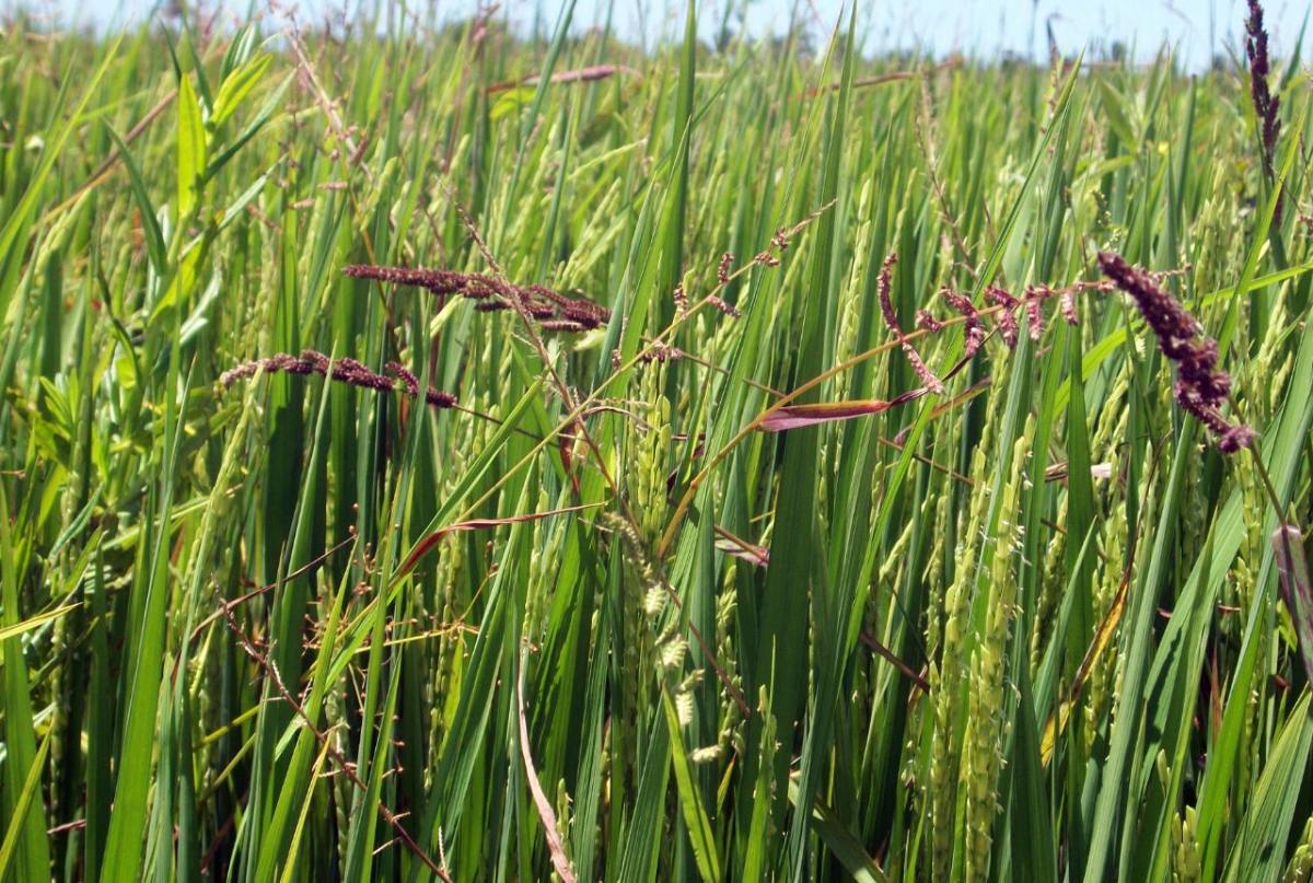 Técnica iniciada na escola e utilizada em várzea de Japoatã (SE) substitui o manejo do arroz com agrotóxicos por cultivo do grão com defensivos naturais (Foto: Seed/SE) Técnica iniciada na escola e utilizada em várzea de Japoatã (SE) substitui o manejo do arroz com agrotóxicos por cultivo do grão com defensivos naturais (Foto: Seed/SE)