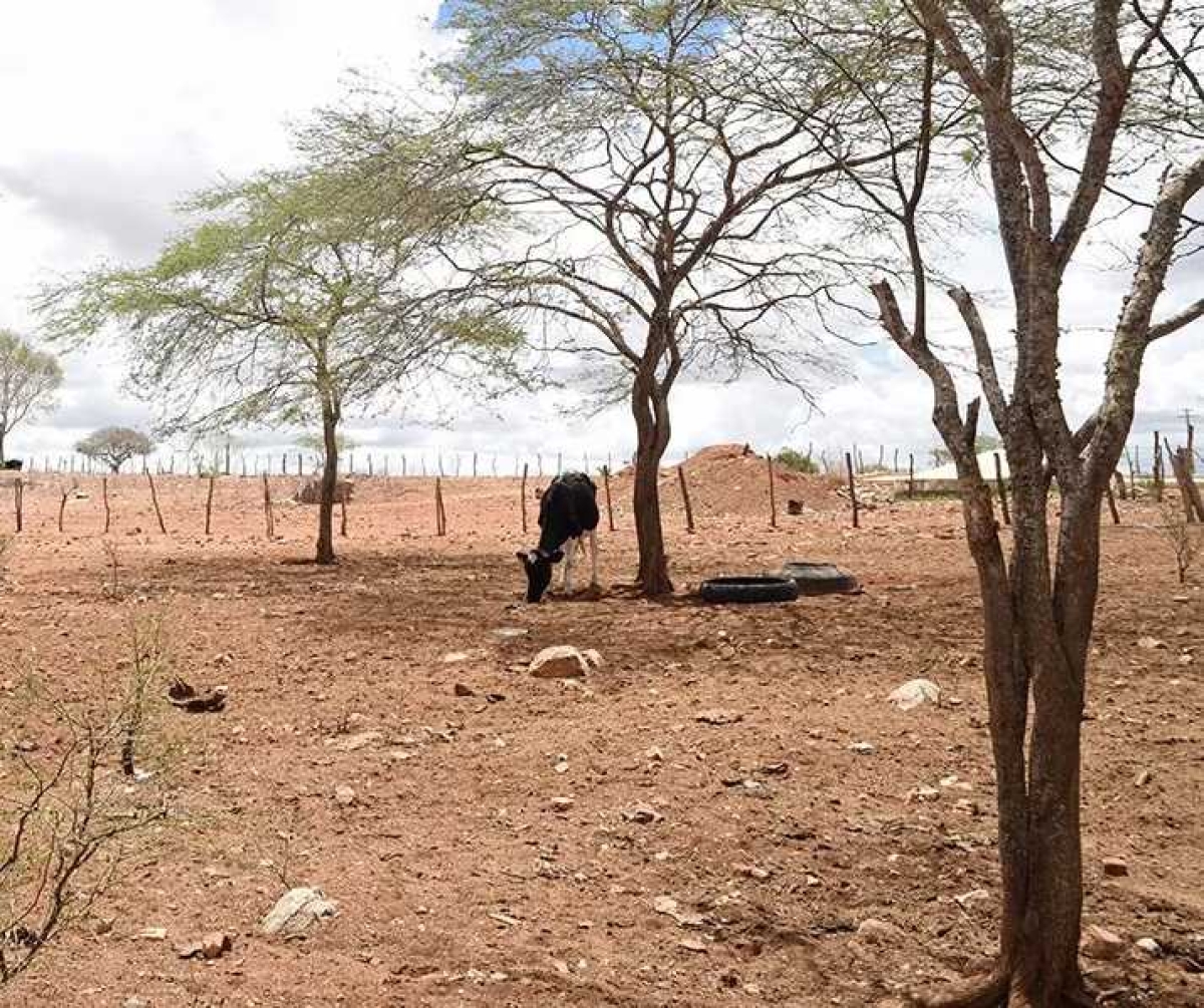 Material forrageiro será destinado a 7.513 pequenos produtores dos municípios sergipanos que tiveram o estado de emergência reconhecido pelo governo federal (Foto: Marcelle Cristinne/ASN)