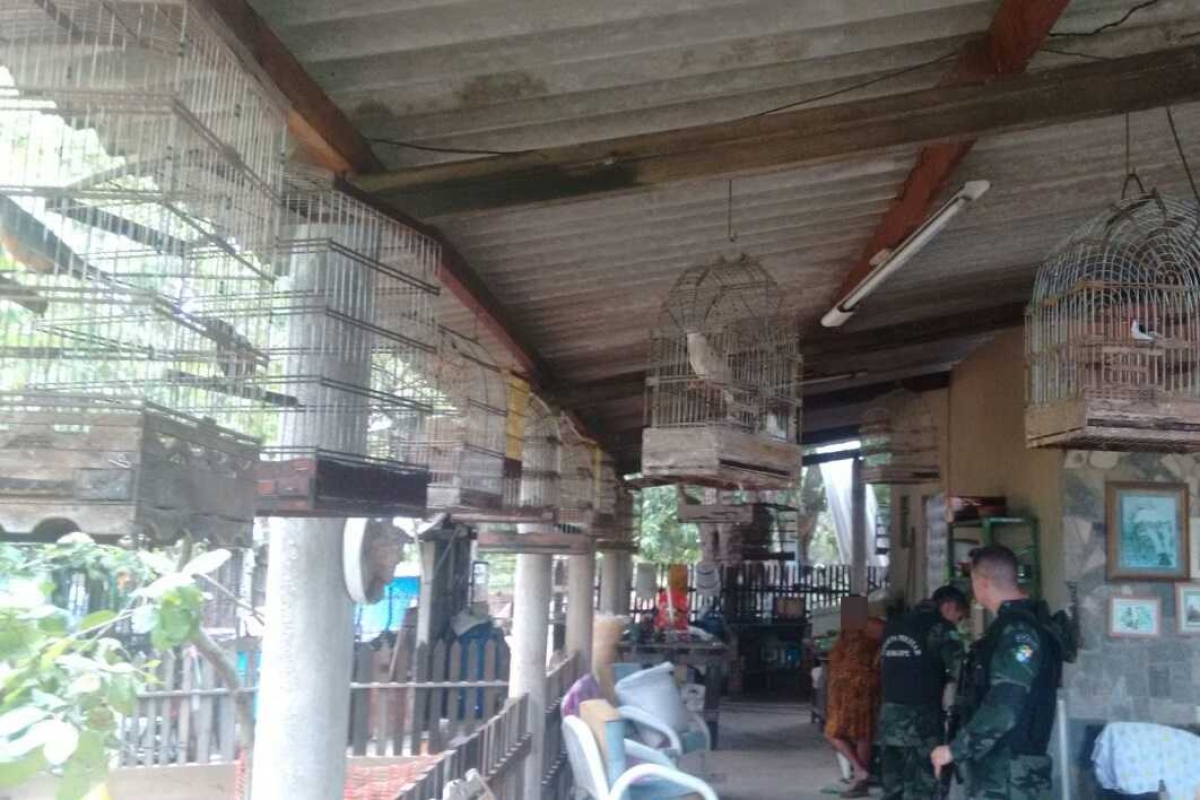 PM/Sergipe apreende 54 animais em residência da zona rural de São Cristóvão (Foto: PM/SE)