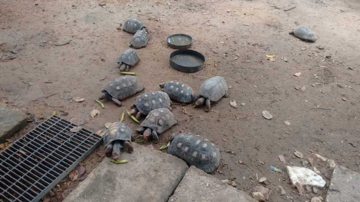 PM/Sergipe apreende 54 animais em residência da zona rural de São Cristóvão (Foto: PM/SE)