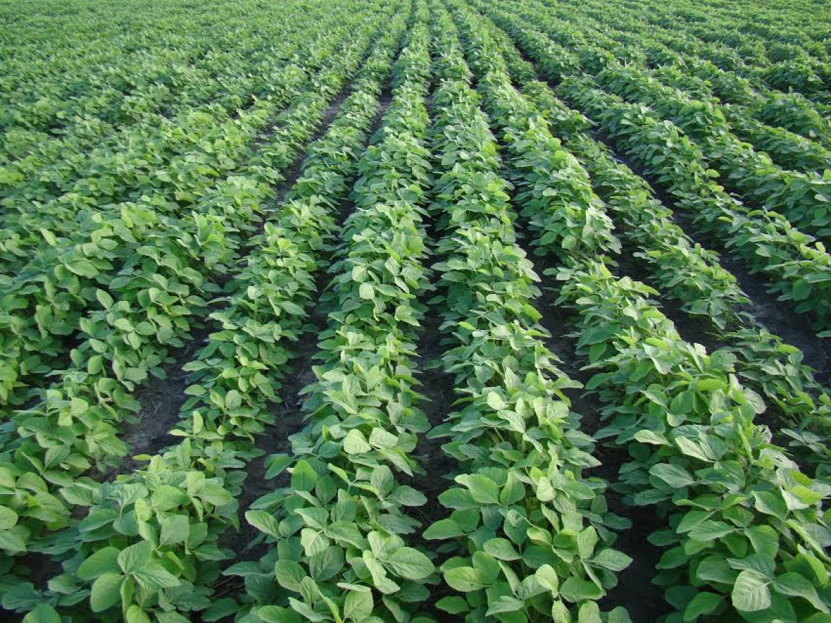 "O Cultivo da Soja em Sergipe: Oportunidade e Desafios" será tema de discussão na Aease (Foto: Assessoria Aease)