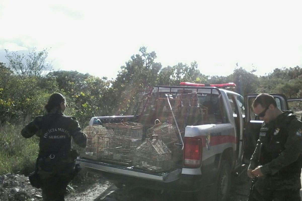 PM/Sergipe flagra dois crimes ambientais durante o final de semana (Foto: PM/SE)