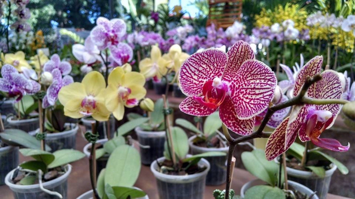 15ª Mostra de Orquídeas aporta no Shopping Jardins (Foto: Divulgação)