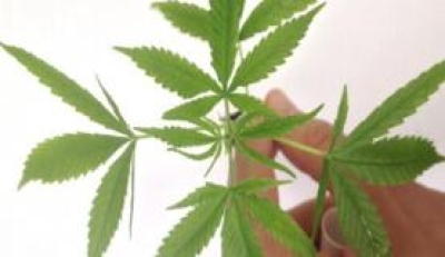 Segundo a Anvisa, a inclusão não altera as regras para importação de medicamentos com canabidiol ou outros extratos da maconha (Foto: Divulgação/Polícia Federal)