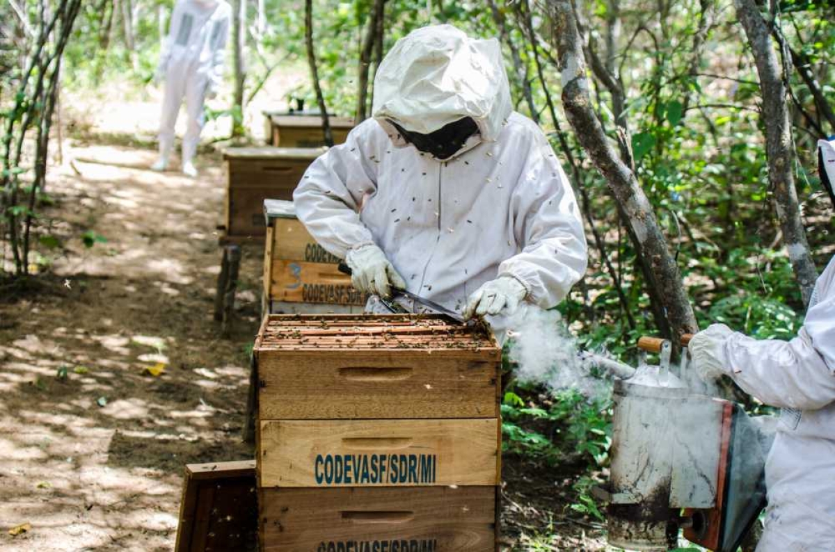 Apoio da Codevasf fortalece produção de mel e pólen em Sergipe (Foto: Codevasf)