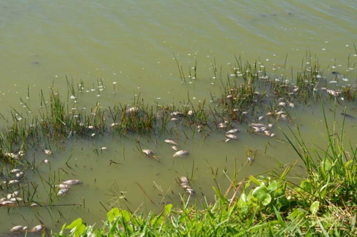 Desde segunda-feira, 12, que peixes aparecem mortos nos lagos da Sementeira (Foto: ITPS/SE)