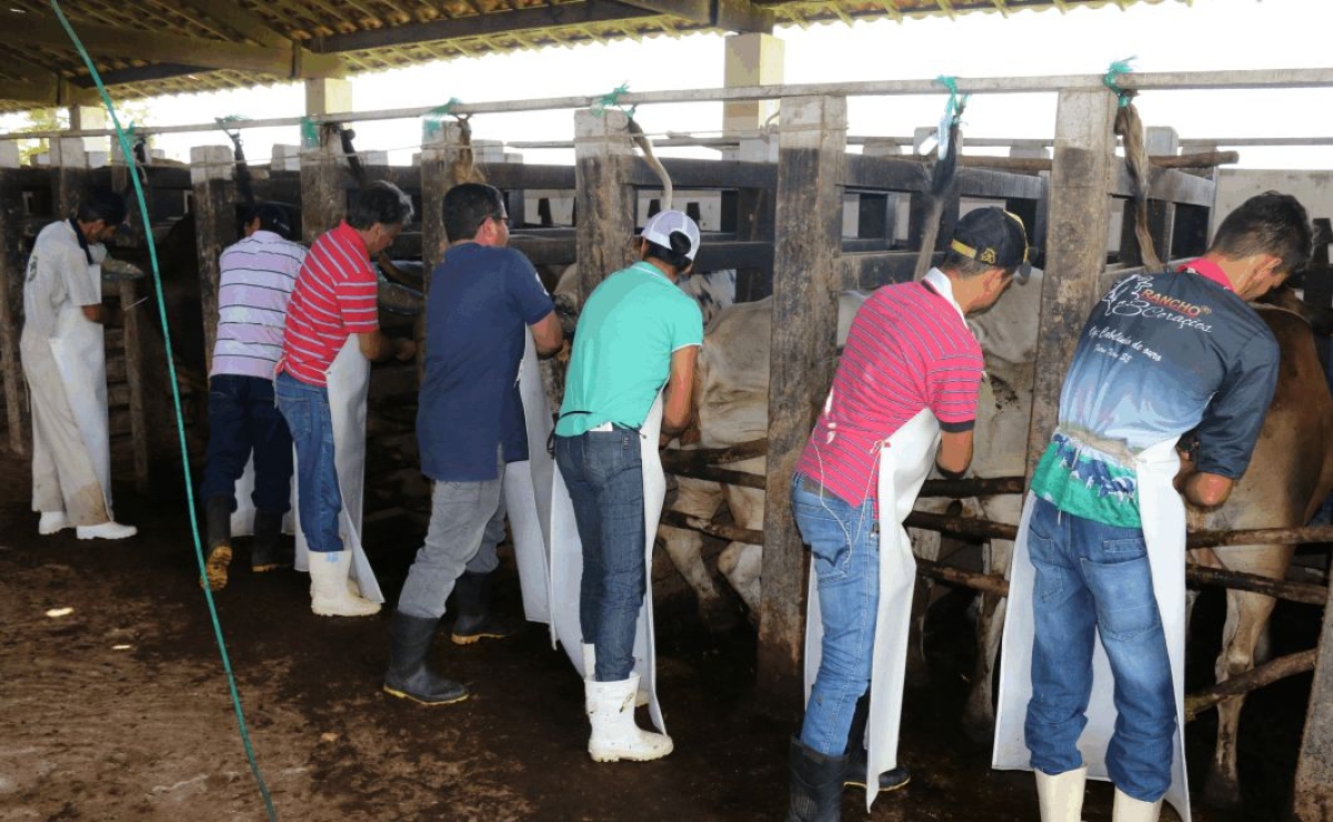 A Emdagro já capacitou mais de duas mil pessoas entre pecuaristas, vaqueiros, técnicos e estudantes de veterinária (Foto: Emdagro/Sergipe)