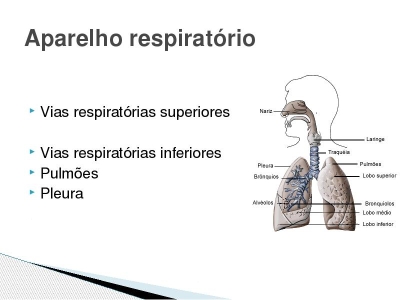 Aparelho Respiratório (Imagem ilustrativa/divulgação)
