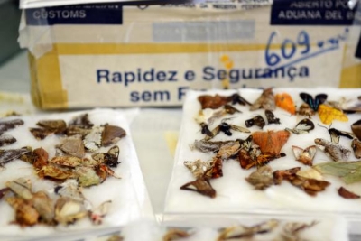 Espécimes da fauna e da flora apreendidos pela Receita Federal nos Correios (Foto: Rovena Rosa/Agência Brasil)