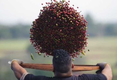 Produção de café (Foto: Arquivo Agência Brasil)