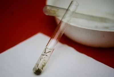 Larvas de Aedes aegypti  - (Foto: Arquivo/ABr)