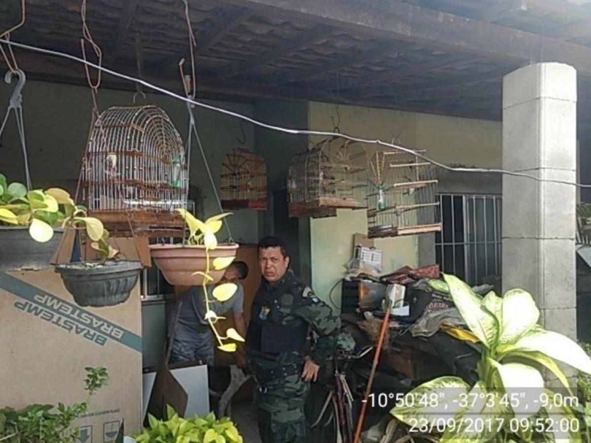 Polícia Ambietal apreende aves e jacaré na Grande Aracaju (Foto: SSP/SE)
