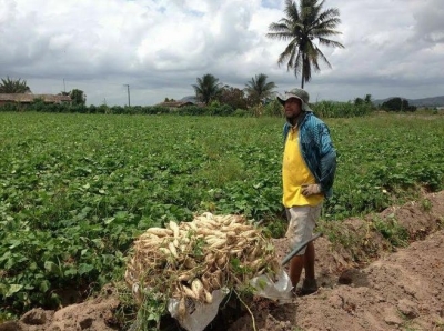 Moita Bonita pode se tornar Capital Nacional da Batata Doce (Foto: Ascom/SergipeNet)
