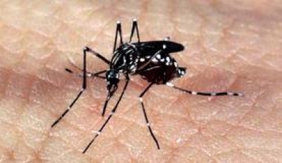Mosquito Aedes aegypti (Foto: Arquivo Agência Brasil)