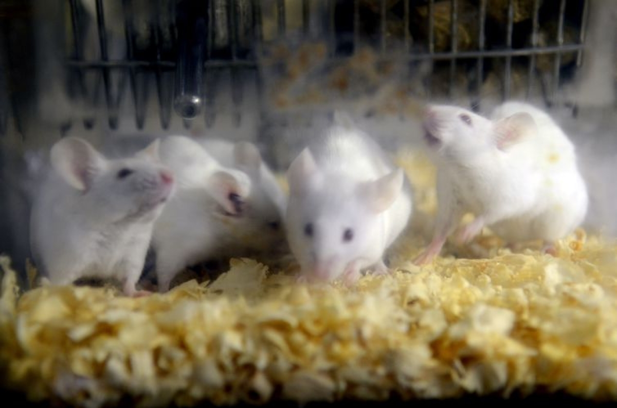 Resultados dos testes em camundongos animaram pesquisadores com a possibilidade de usar o tratamento em humanos (Foto: Rovena Rosa/ Agência Brasil)
