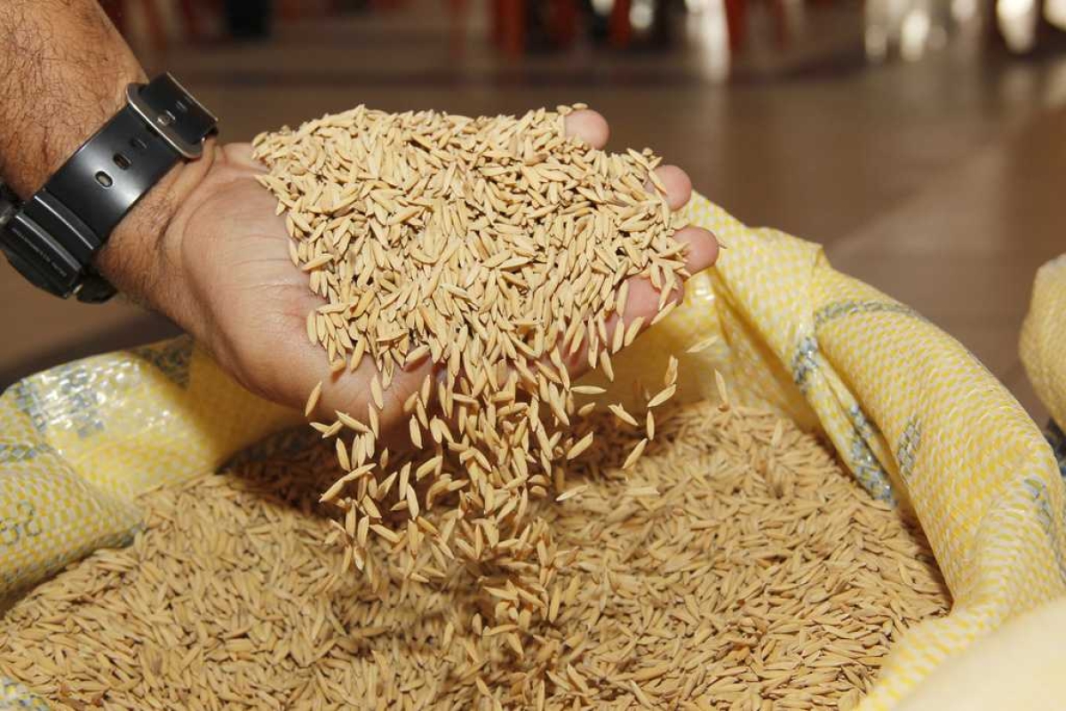 A região do Baixo São Francisco, em Sergipe, se destaca pela produção de arroz tanto no Nordeste, como nacionalmente (Foto: Jorge Henrique/ ASN)