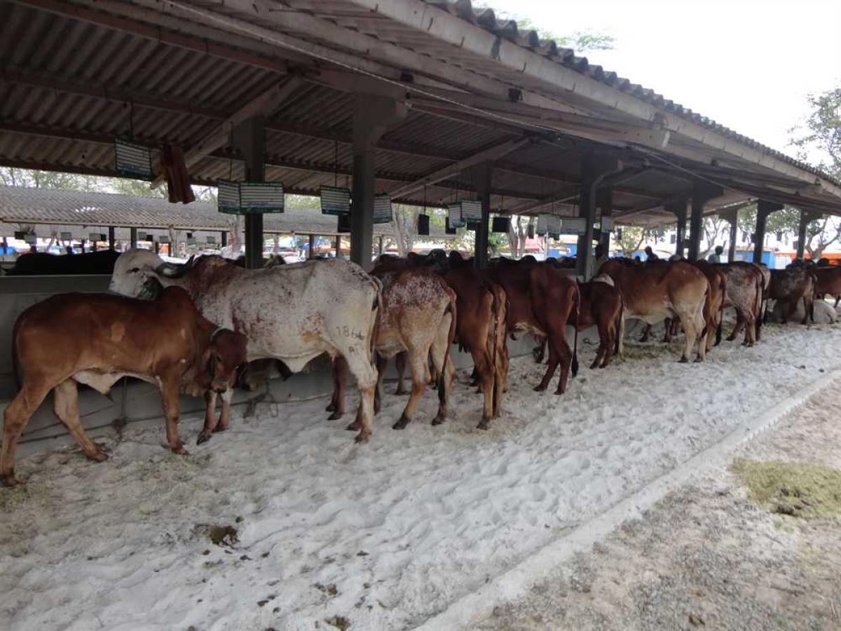 26ª Exposição Agropecuária de Frei Paulo (Foto: Faese)