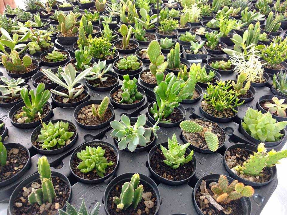 Festival das Flores de Holambra reverte renda para APAE (Foto: Divulgação)