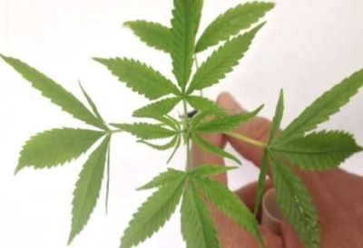 Proposta livera cultivo  Cannabis sativa para uso terapêutico (Foto: Divulgação/ PF)
