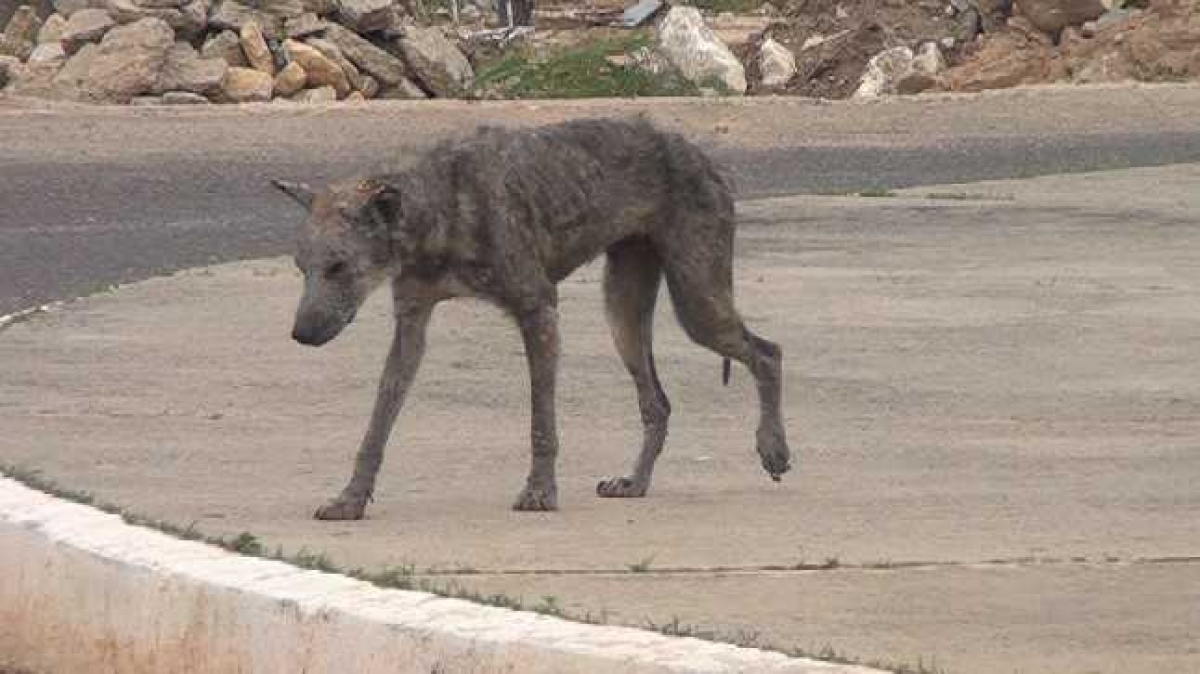No ambiente urbano, os cães são a principal fonte de infecção para o vetor (Foto: Arquivo Portal Infonet)