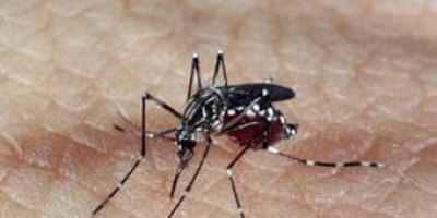 Estudo indica que zika pode provocar infertilidade em homens (Foto: Arquivo Agência Brasil)