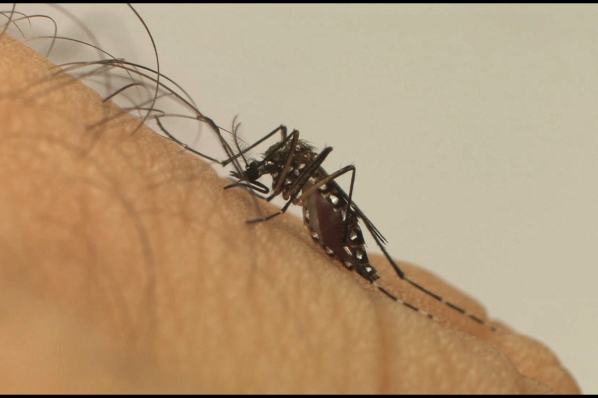 Mais de 500 cidades têm risco de surto de doenças causadas pelo Aedes (Foto: Divulgação/ Fiocruz)