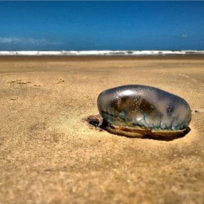 Secretaria de Estado da Saúde de Sergipe alerta para o aumento de queimaduras por água-viva no verão (Foto: Gabriela Rosendo/ SES/SE)
