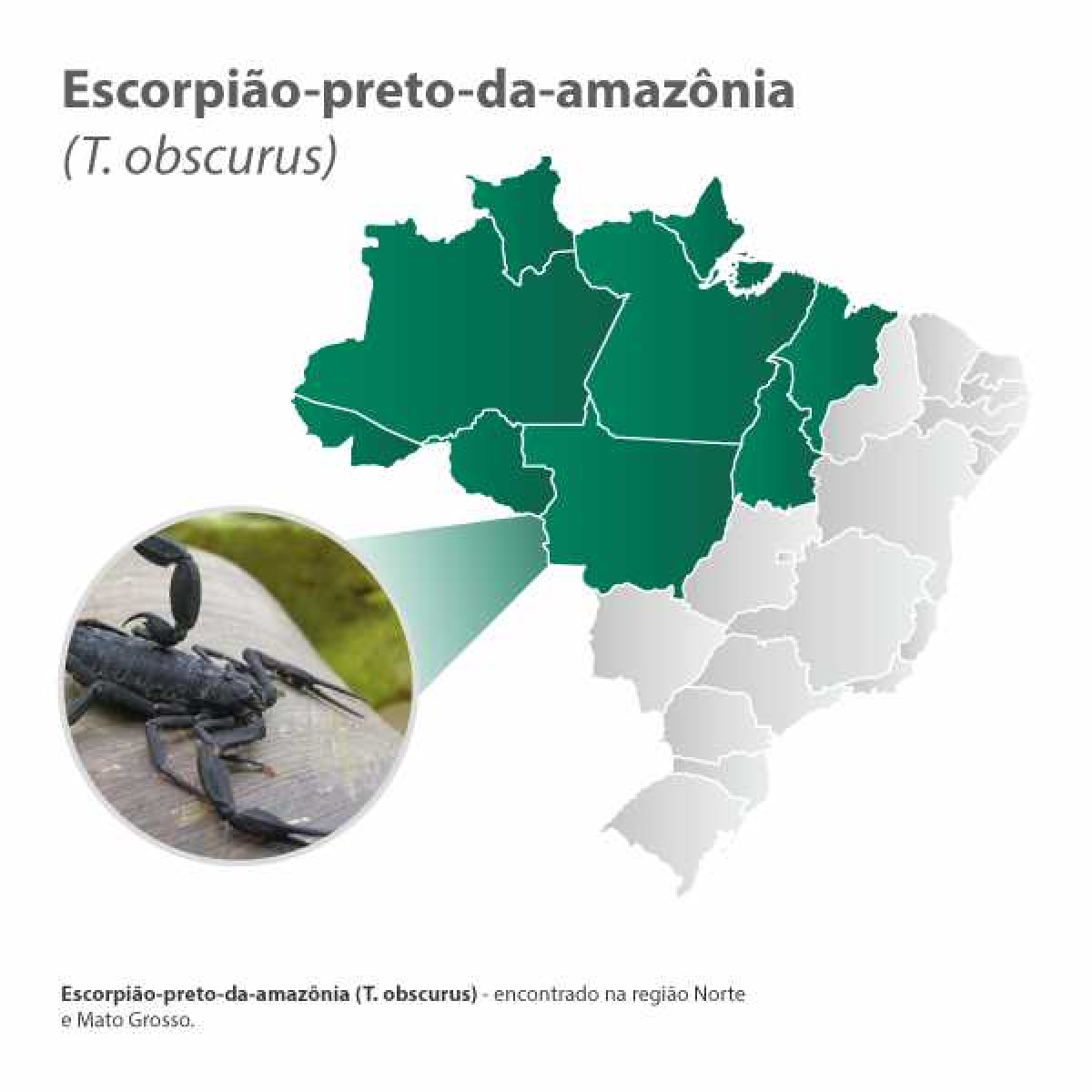 Escorpião preto-da-amazônia (Imagem: Agência Saúde)