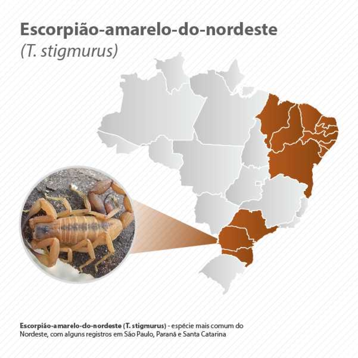 Escorpião amarelo-do-nordeste (Imagem: Agência Saúde)
