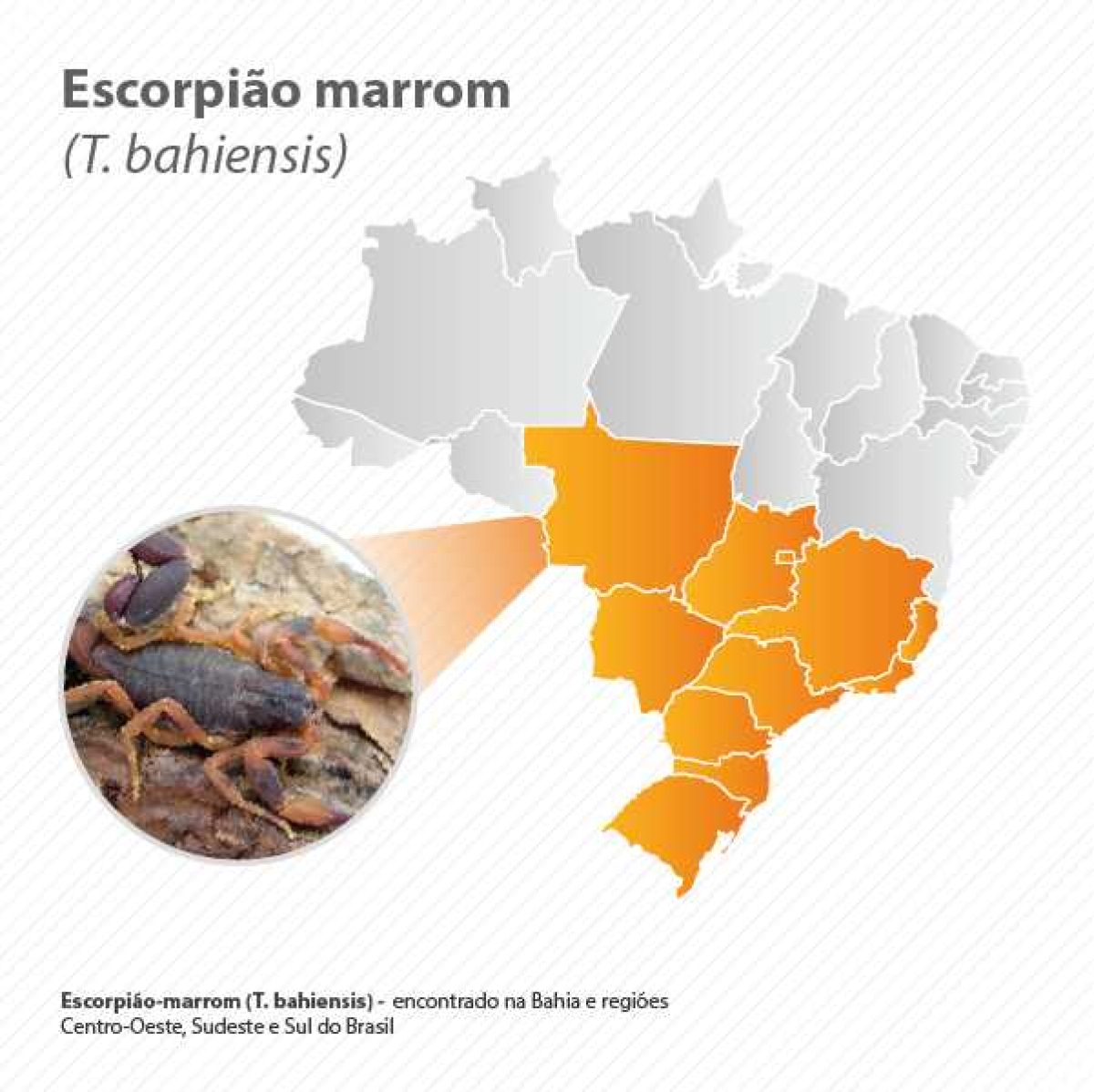 Escorpião marrom (Imagem: Agência Saúde)