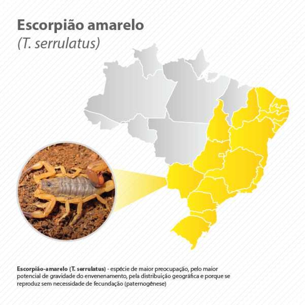 Escorpião amarelo (Imagem: Agência Saúde)