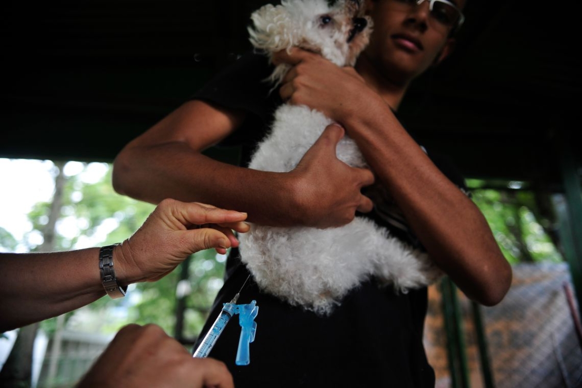 Veterinários formados a distância não terão registro profissional (Foto: Agência Brasil)