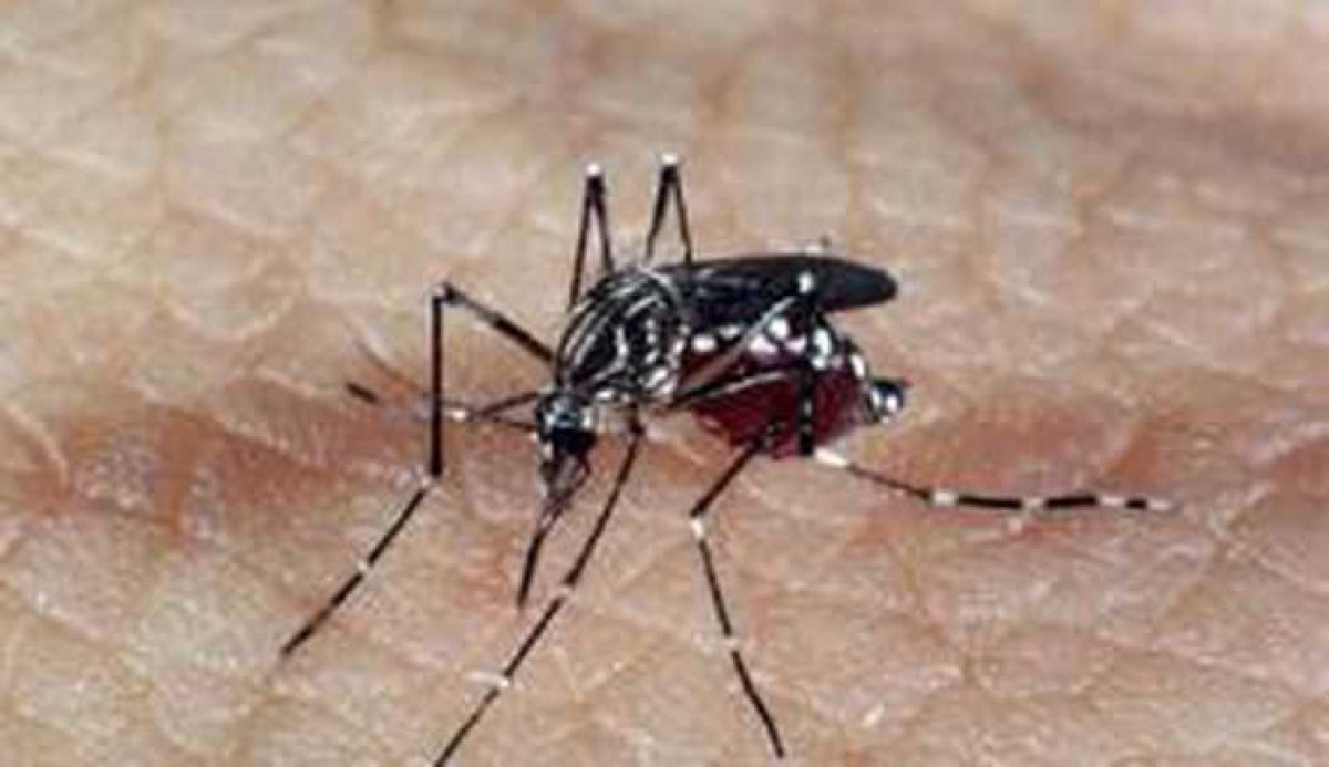 Aedes aegypti é o mosquito transmissor da dengue    (Foto: Arquivo Agência Brasil)