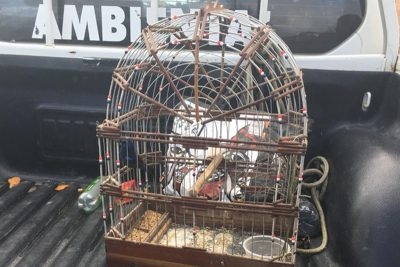 Policiais do Pelotão Ambiental apreendem aves silvestres (Foto: PM/SE)