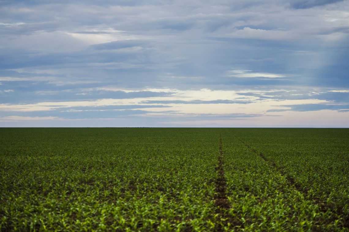 Marco regulatório para agrotóxicos é publicado no DOU (Foto: Marcelo Camargo/ Agência Brasil)