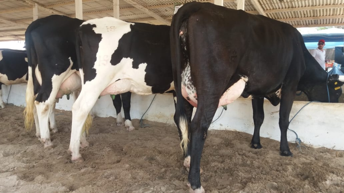 Expo Ouro Branco em Nossa Senhora da Glória (Foto: Via Assessoria do Evento)