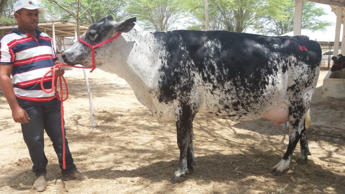 Expo Ouro Branco em Nossa Senhora da Glória (Foto: Via Assessoria do Evento)