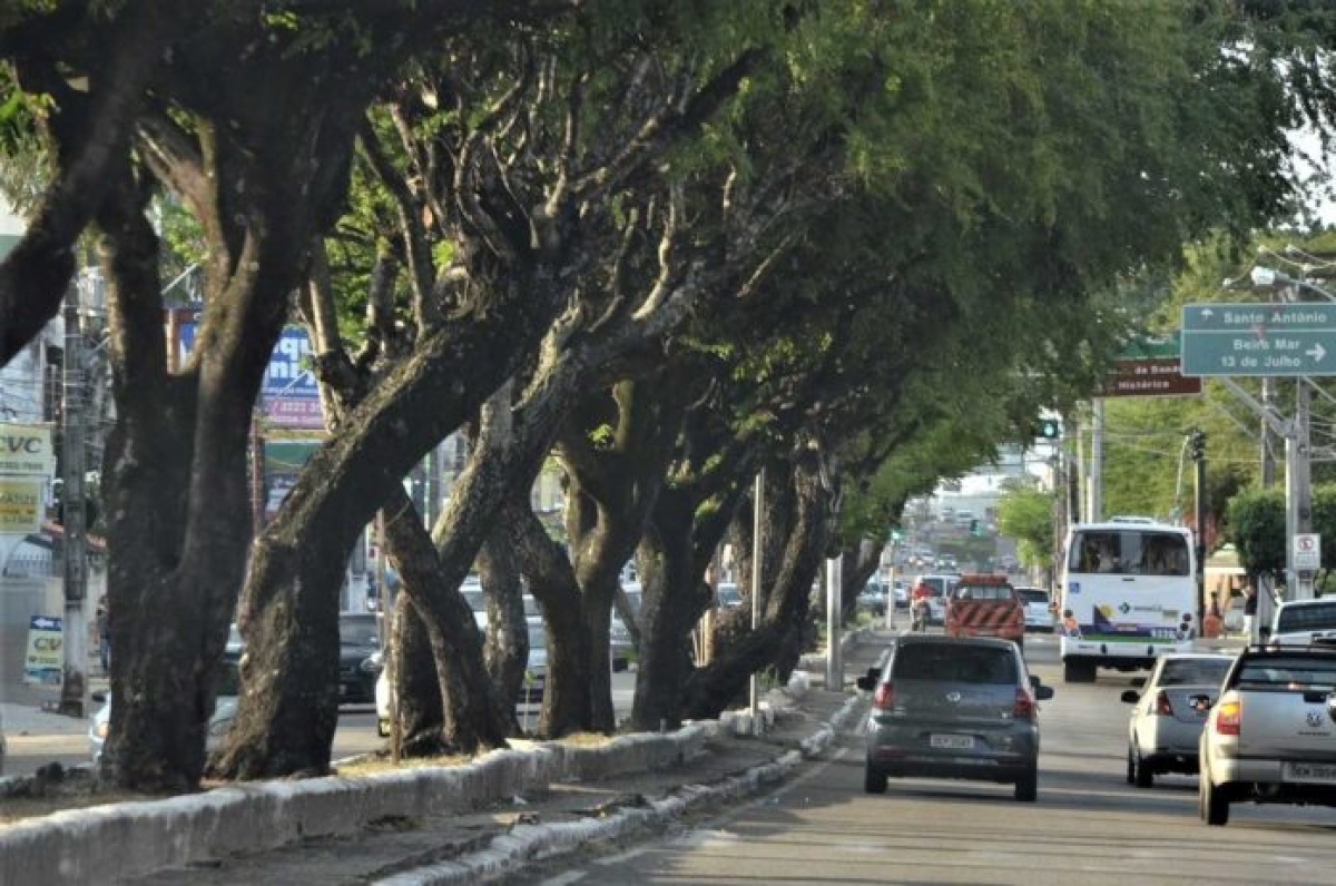 Árvores da avenida Hermes Fontes, com mais de 30 anos, poderão ser derrubadas (Foto: Jadilson Simões)