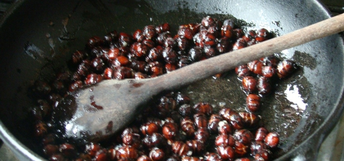 Tanajura na gordura vai muito bem com cerveja ou cachaça (Foto: Via Destaque Comunicação)