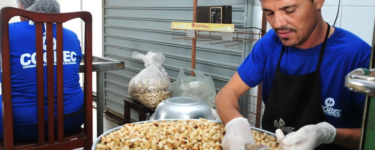 Quarenta toneladas de castanha rendem 8.800 quilos do produto beneficiado (Foto: Via Destaque Comunicação)