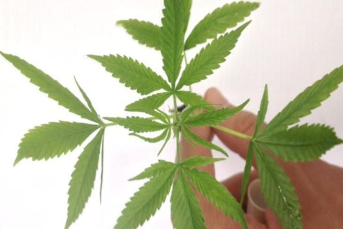 Estudo contesta uso de maconha no tratamento da dependência de cocaína (Foto: Divulgação/ Polícia Federal)